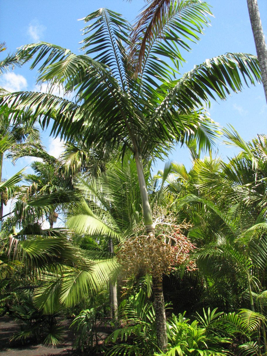 Пальма Адонидия