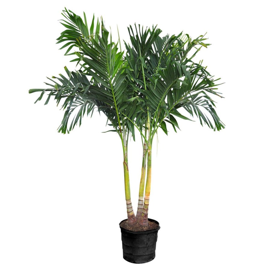 Обои Rhapis 7130-01