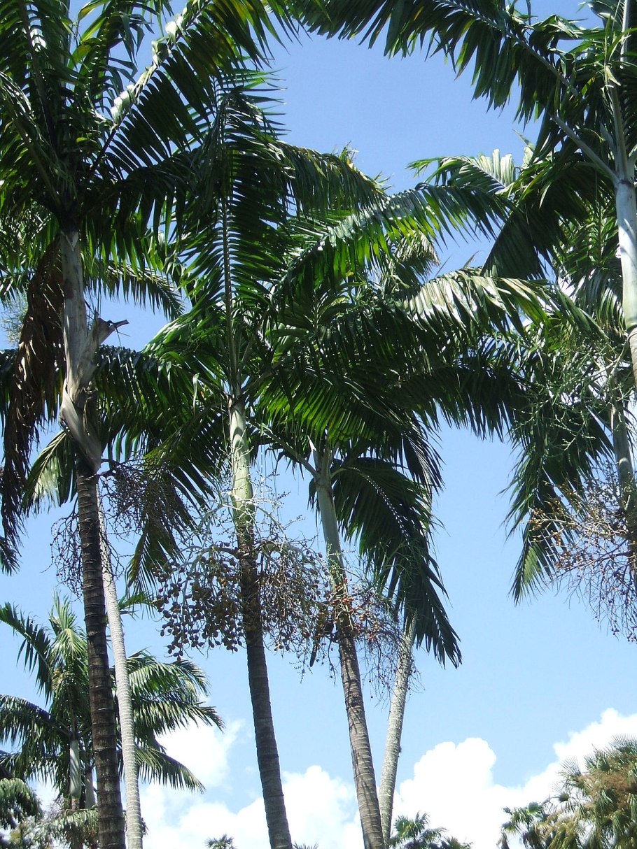 Пальма домашняя Вейтчия Арека