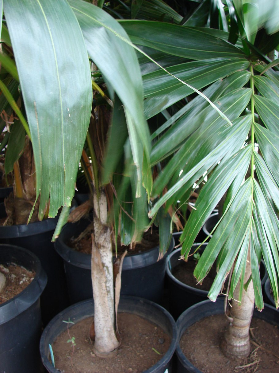 Пальма Archontophoenix