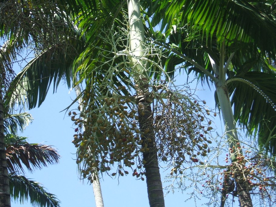 Veitchia merrillii (fachjan)