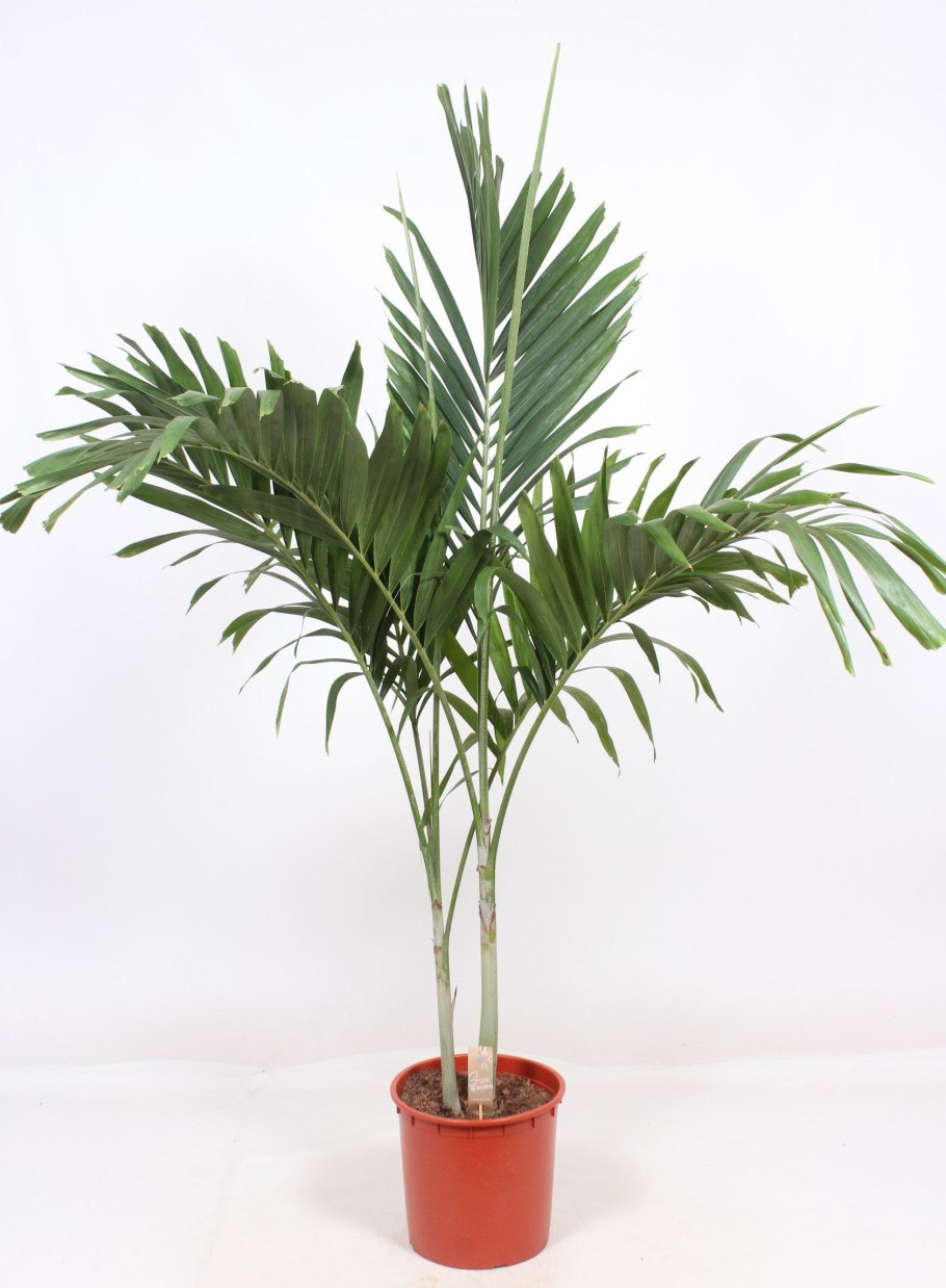 Растения Гавайи Пальма