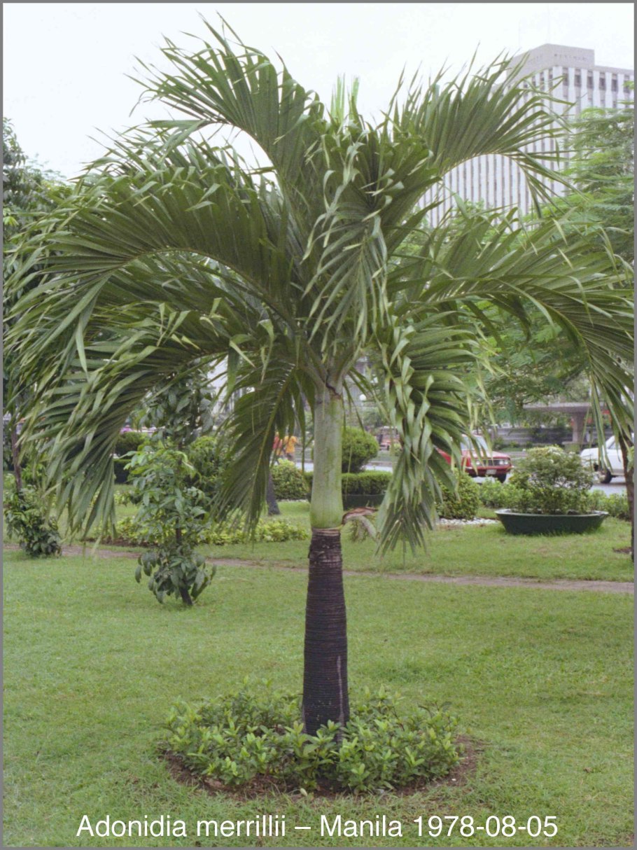 Пальма Вейчия Адонидия