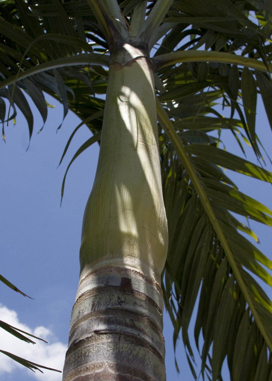 Рапис Пальма узколистная