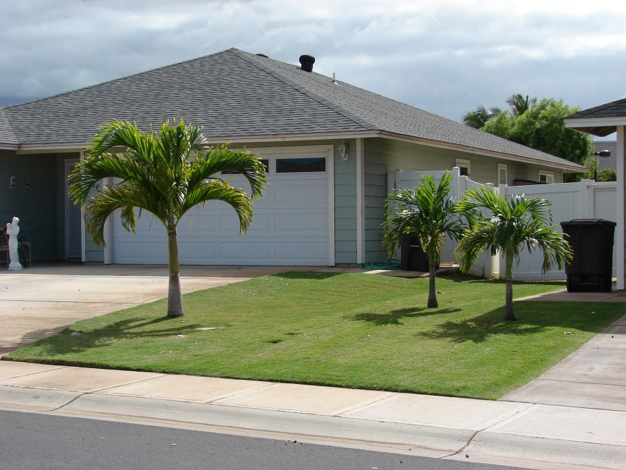 Пальма картинка