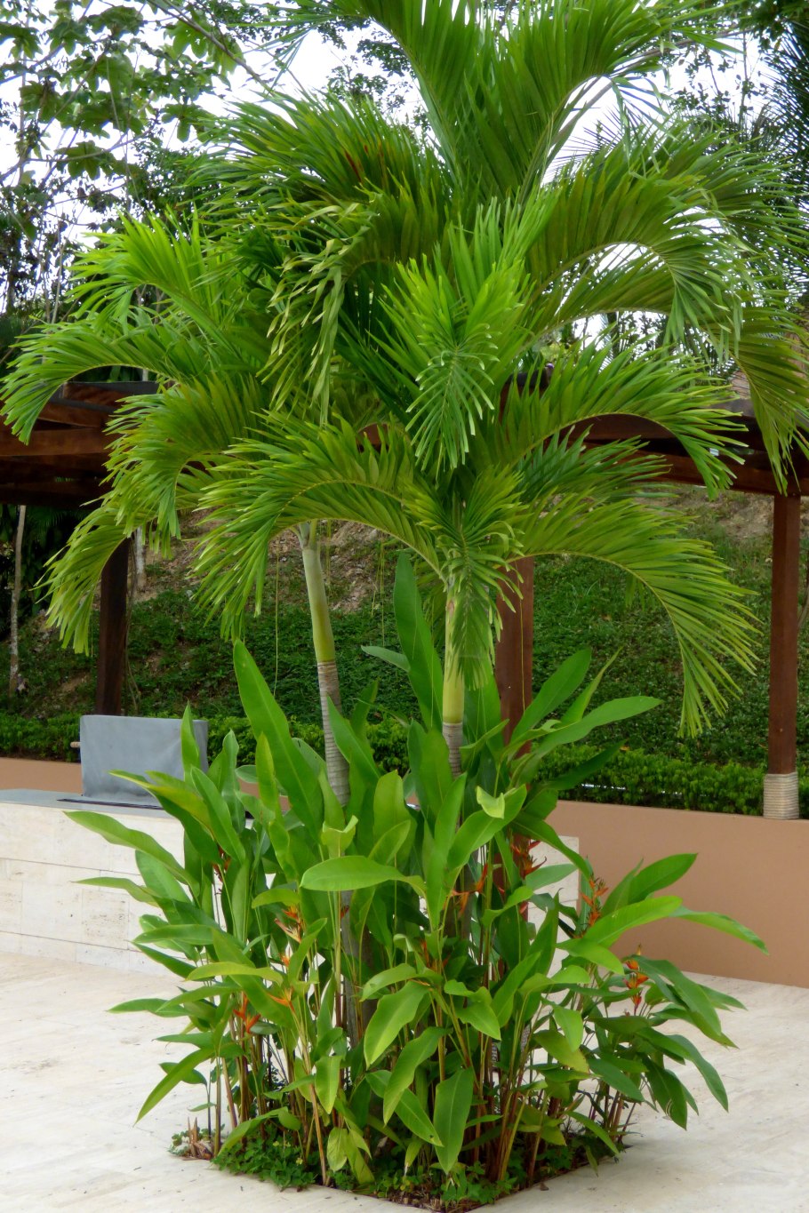 Пальма Адонидия