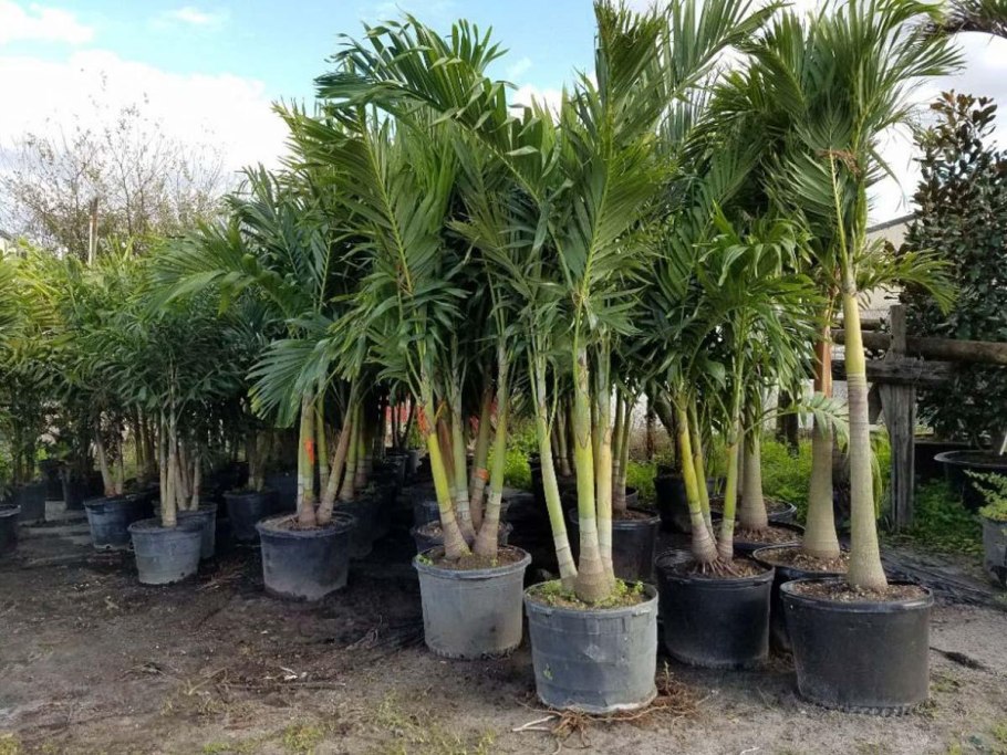 Пальма робелини