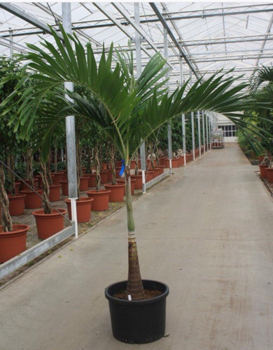 Адония мерилаэи Пальма