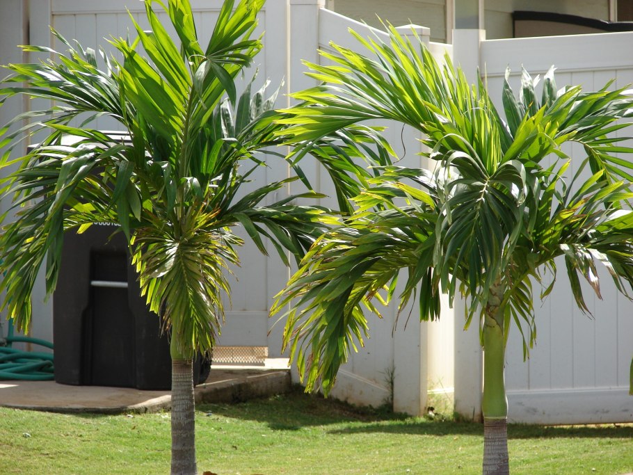 Ховея Бельмора