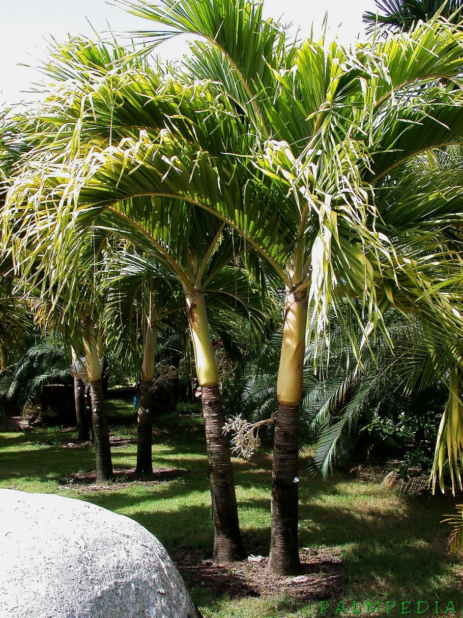 Пальма Veitchia merrillii