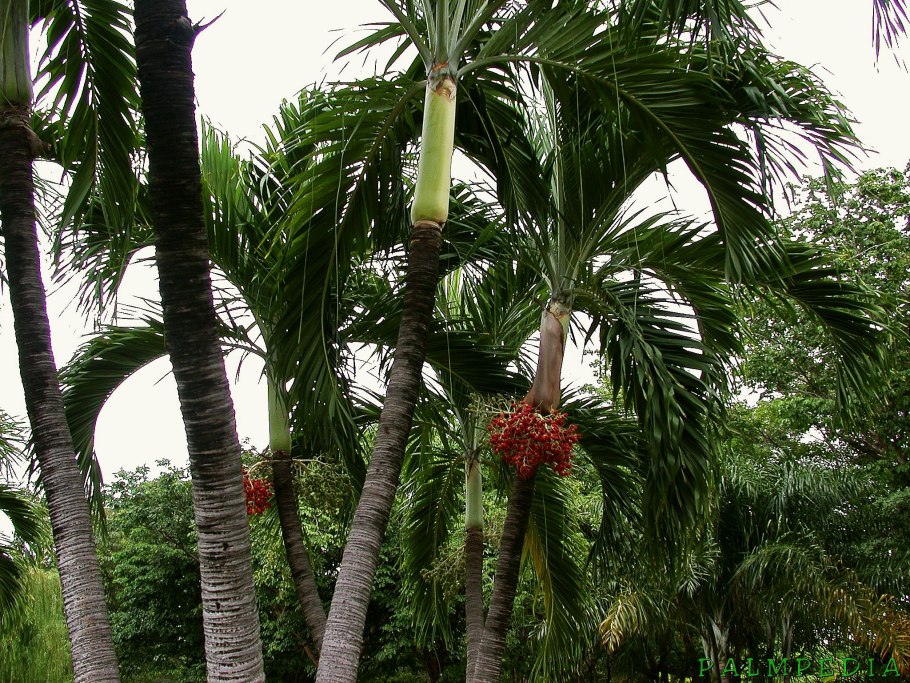 Адонидия Меррилла