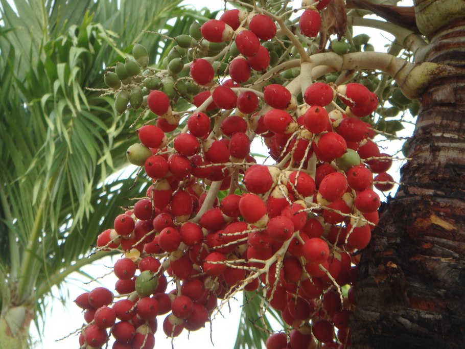 Лисий хвост Пальма плоды