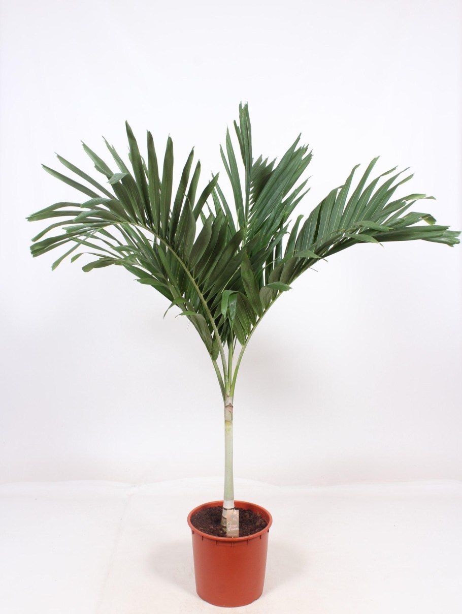 Пальма Veitchia merrillii