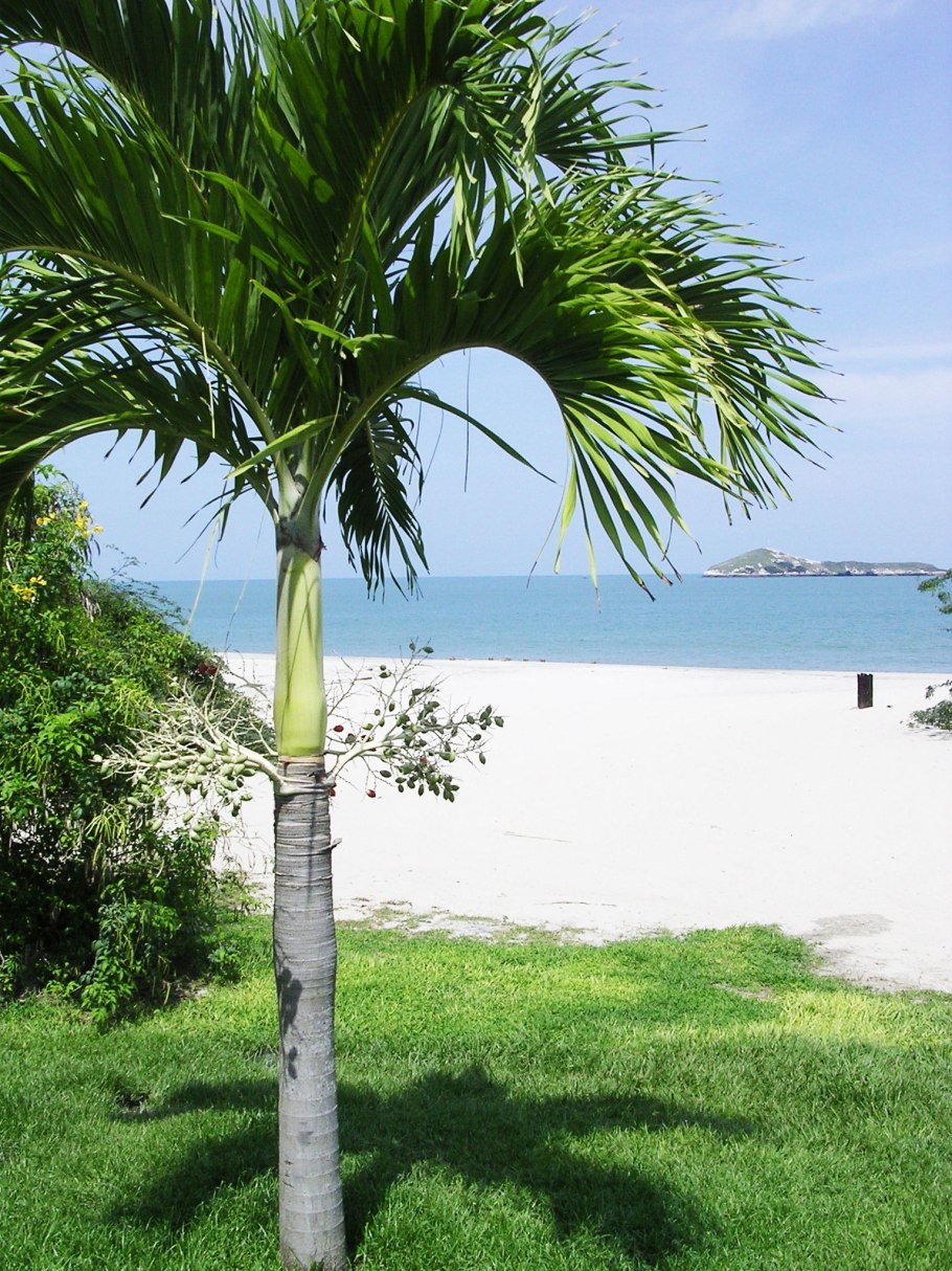 Адонидия Меррилла