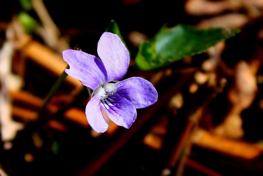 Never Florist фиалка