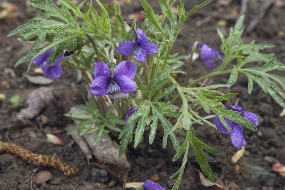 Фиалка рассеченнолистная