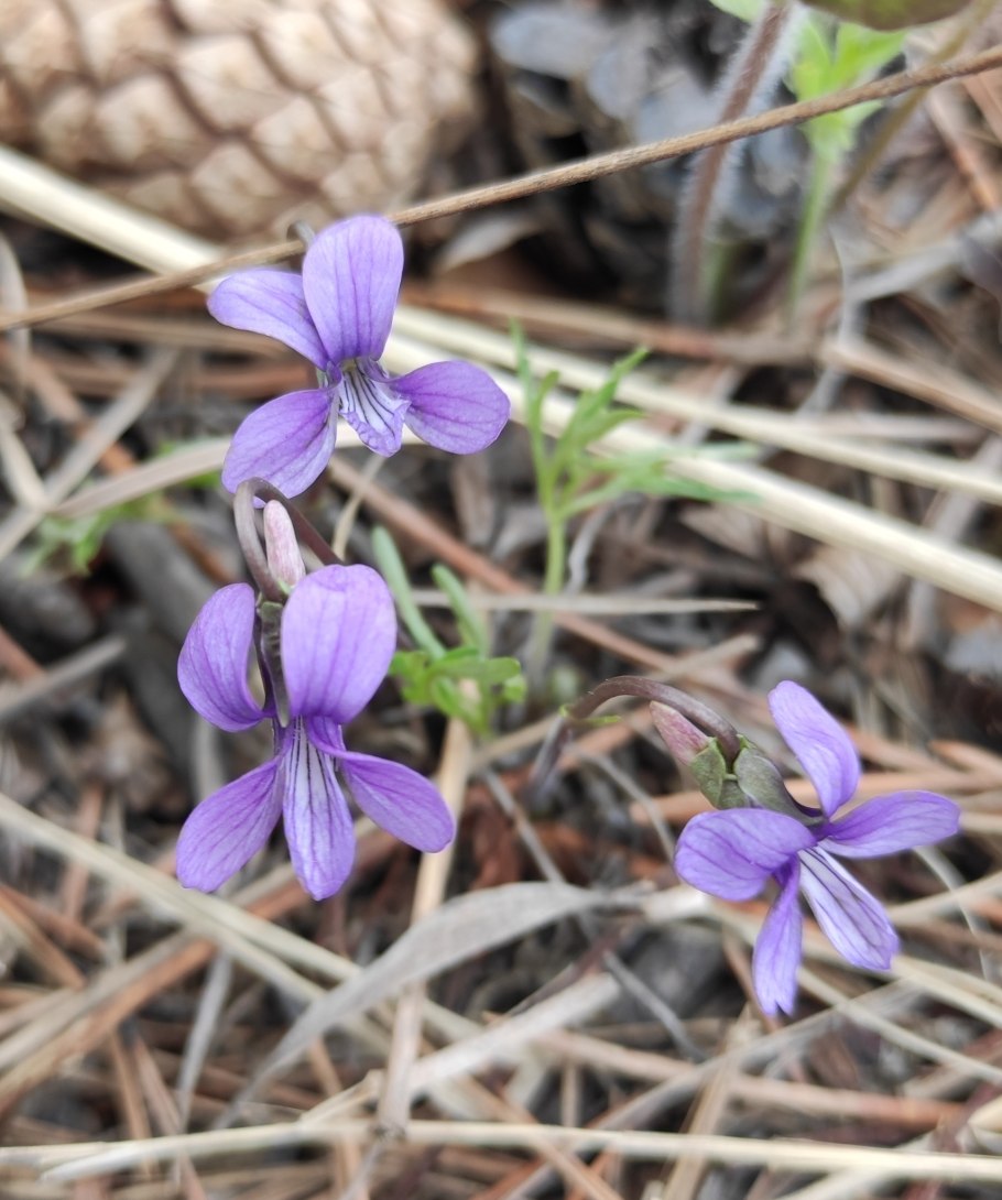 Фиалка рассеченная