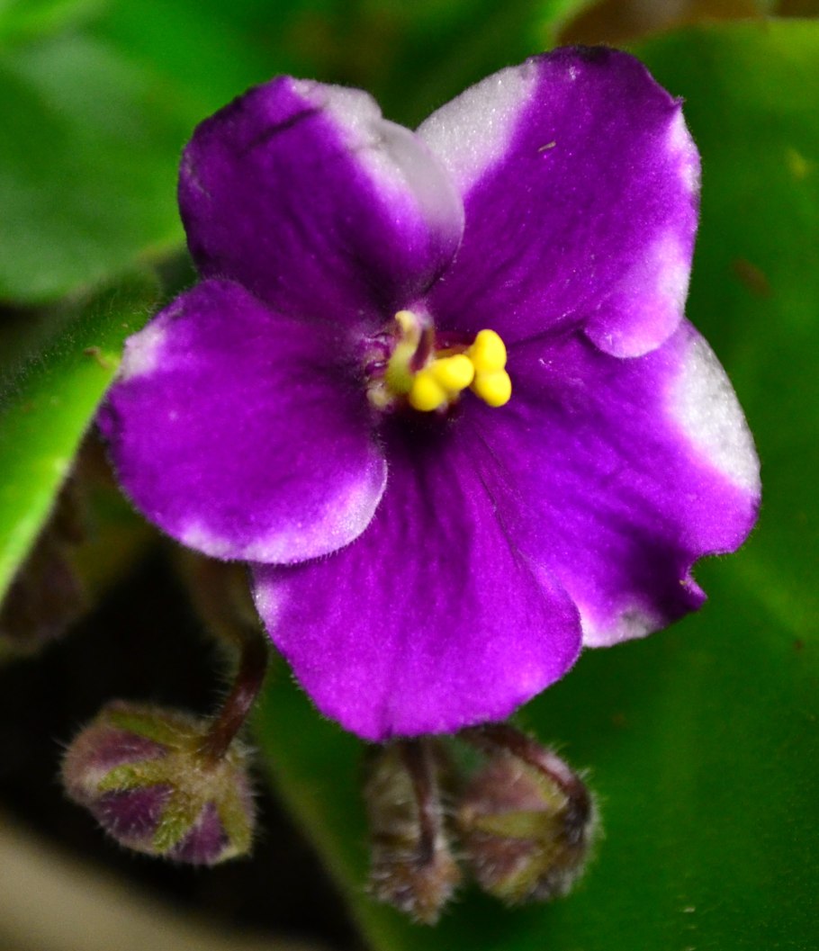 Фиалка клобучковая