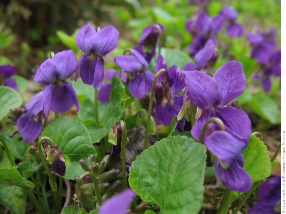 Фиалка скарабей