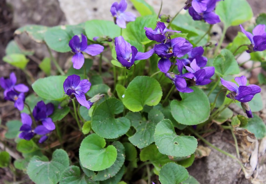 Фиалка Midnight Twist