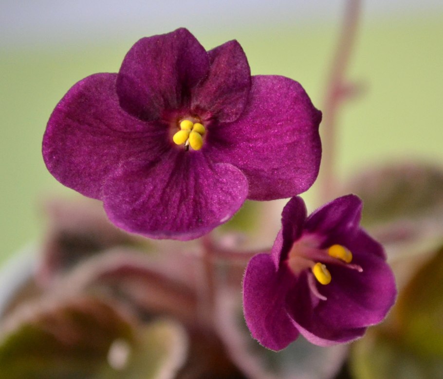 Viola uniflora l.