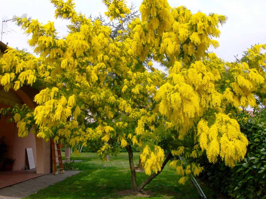 Желтые цветы Мимоза