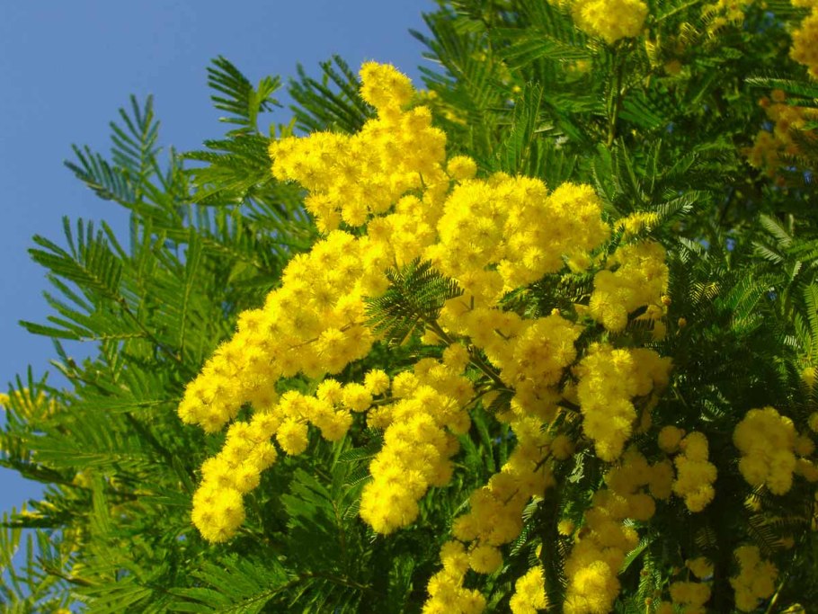 Мимоза дерево