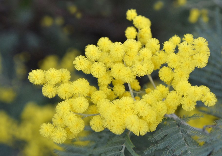 Акация Мимоза желтая