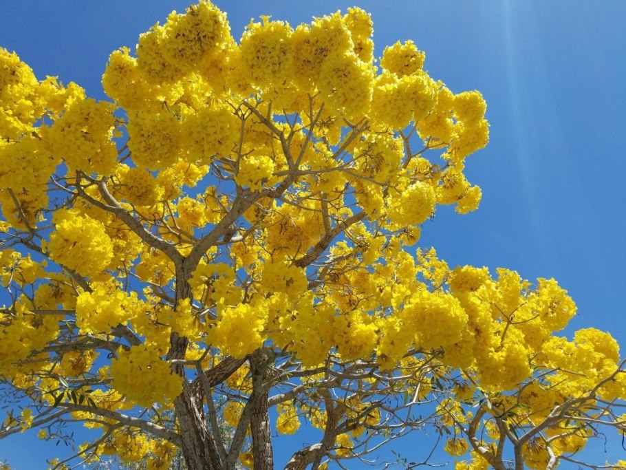 Средиземноморская Акация