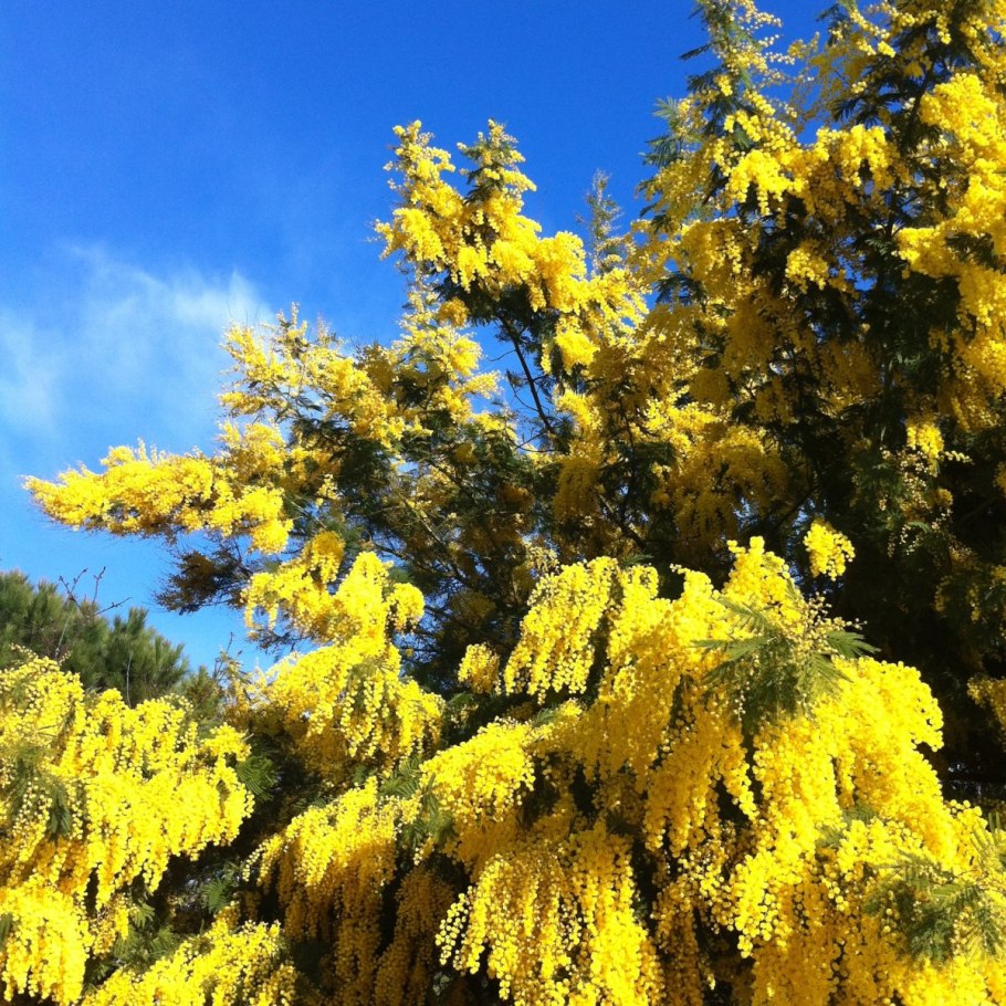 Северная Мимоза цветок