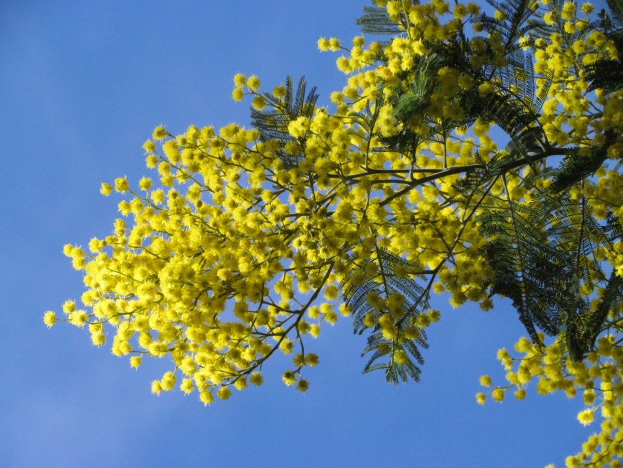 Акация черноствольная