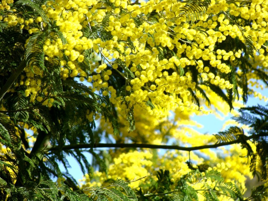 Мимоза Акация серебристая дерево