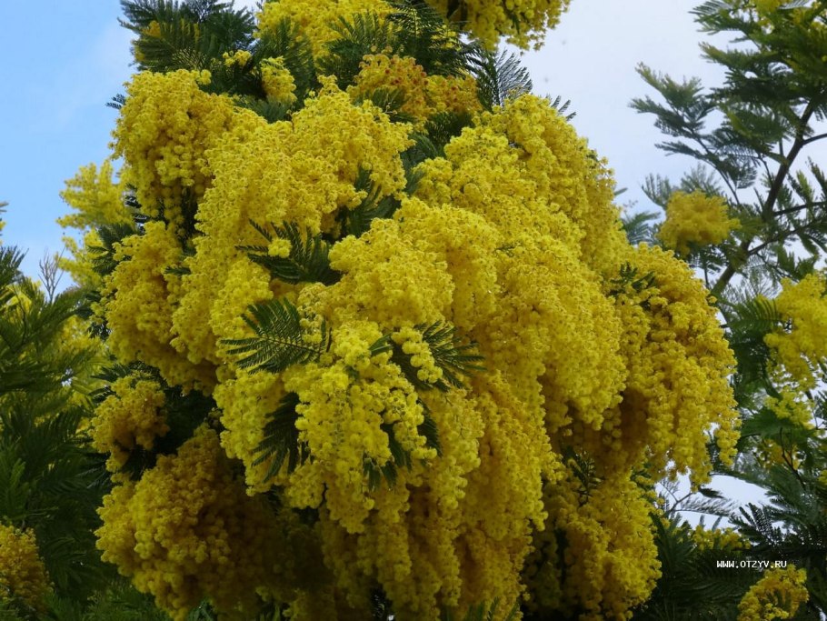 Цветущая Мимоза дерево