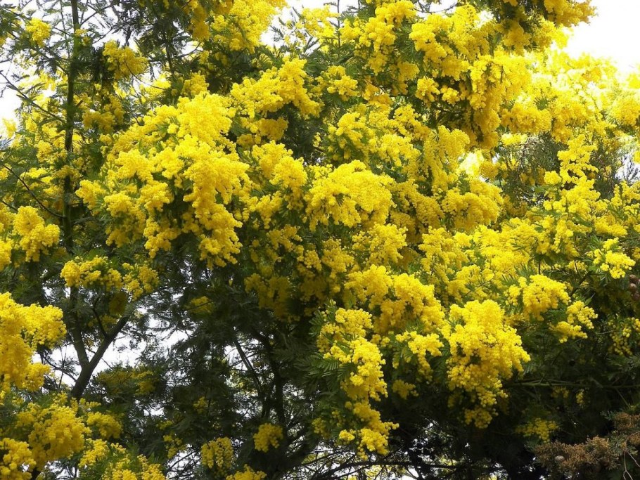 Стручки мимозы фото