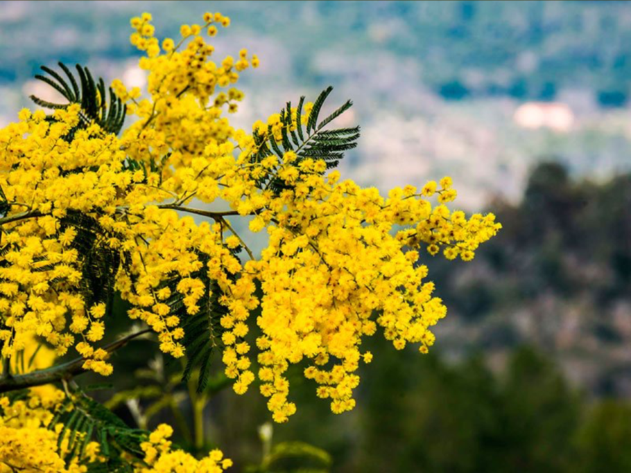 Акация, цветки, 50 гр