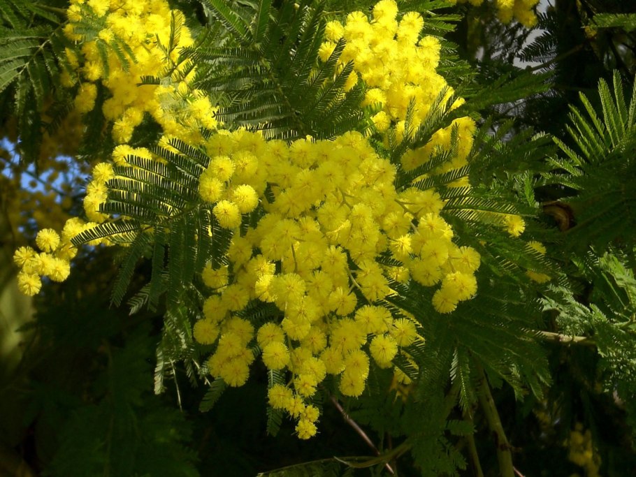 Мимоза Мунлайт