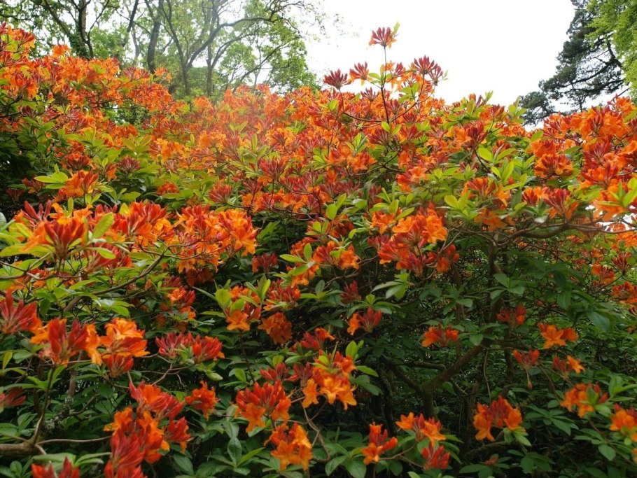 Рододендрон ноготковидный (Rhododendron