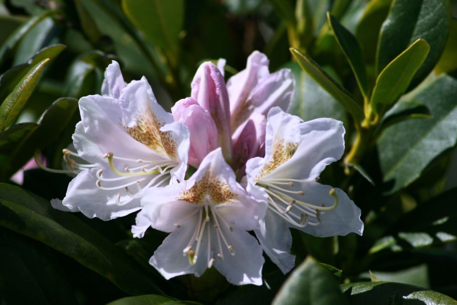 Рододендрон ноготковидный (Rhododendron