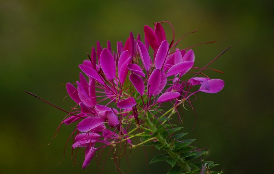 Клеома колючая Хелен Кэмпбелл
