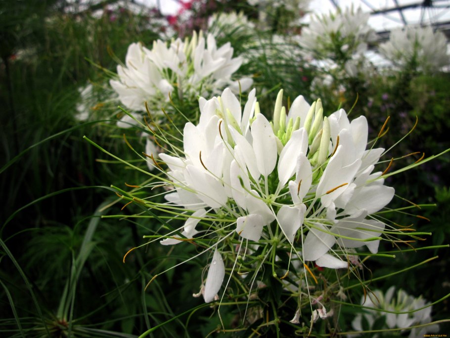 Клеома Хелен