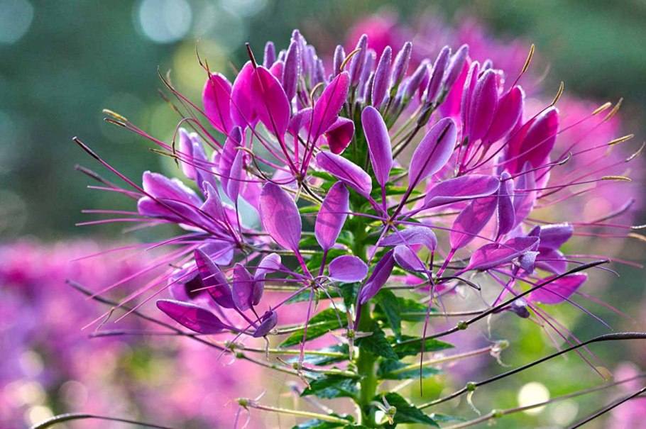 Клеома фиолетовая Королева