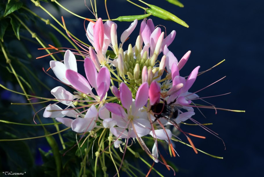 Клеома Камелия