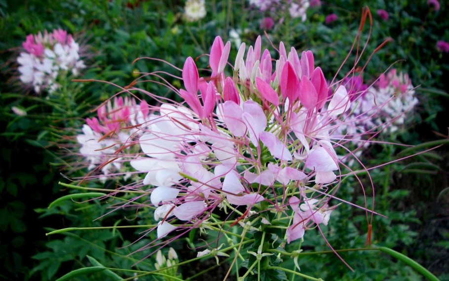 Клеома Вишневая