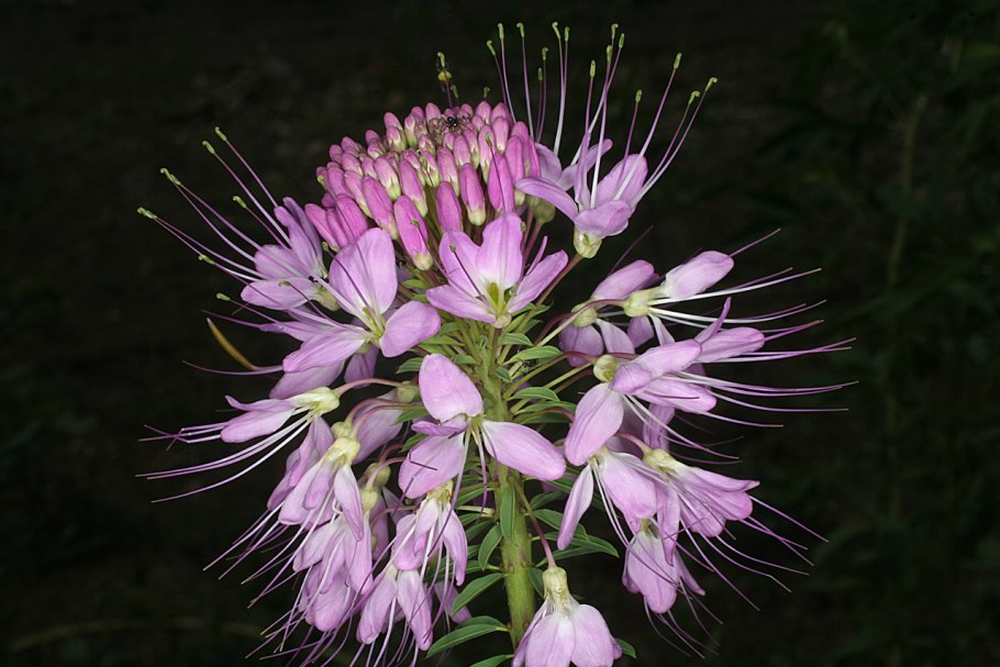 Клеома колючая