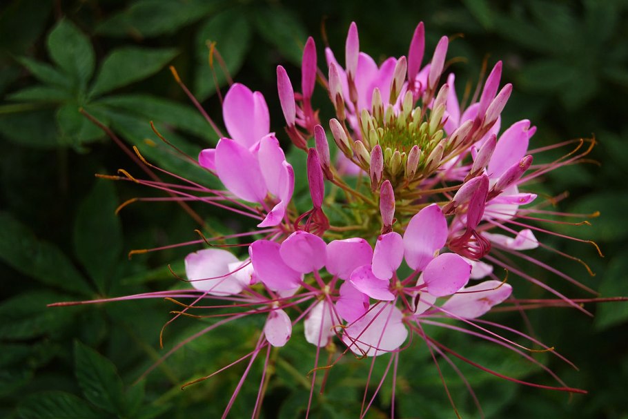 Клеома колючая Cleome spinosa