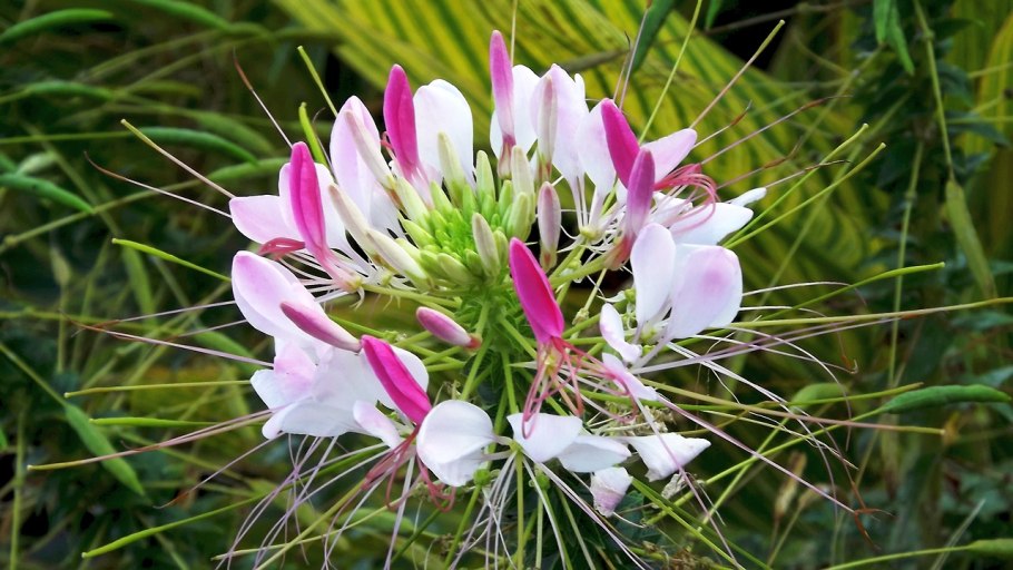 Клеома Хелен белая