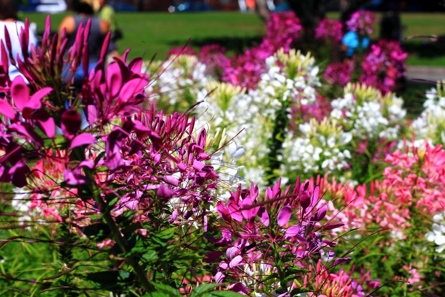 Клеома Камелия