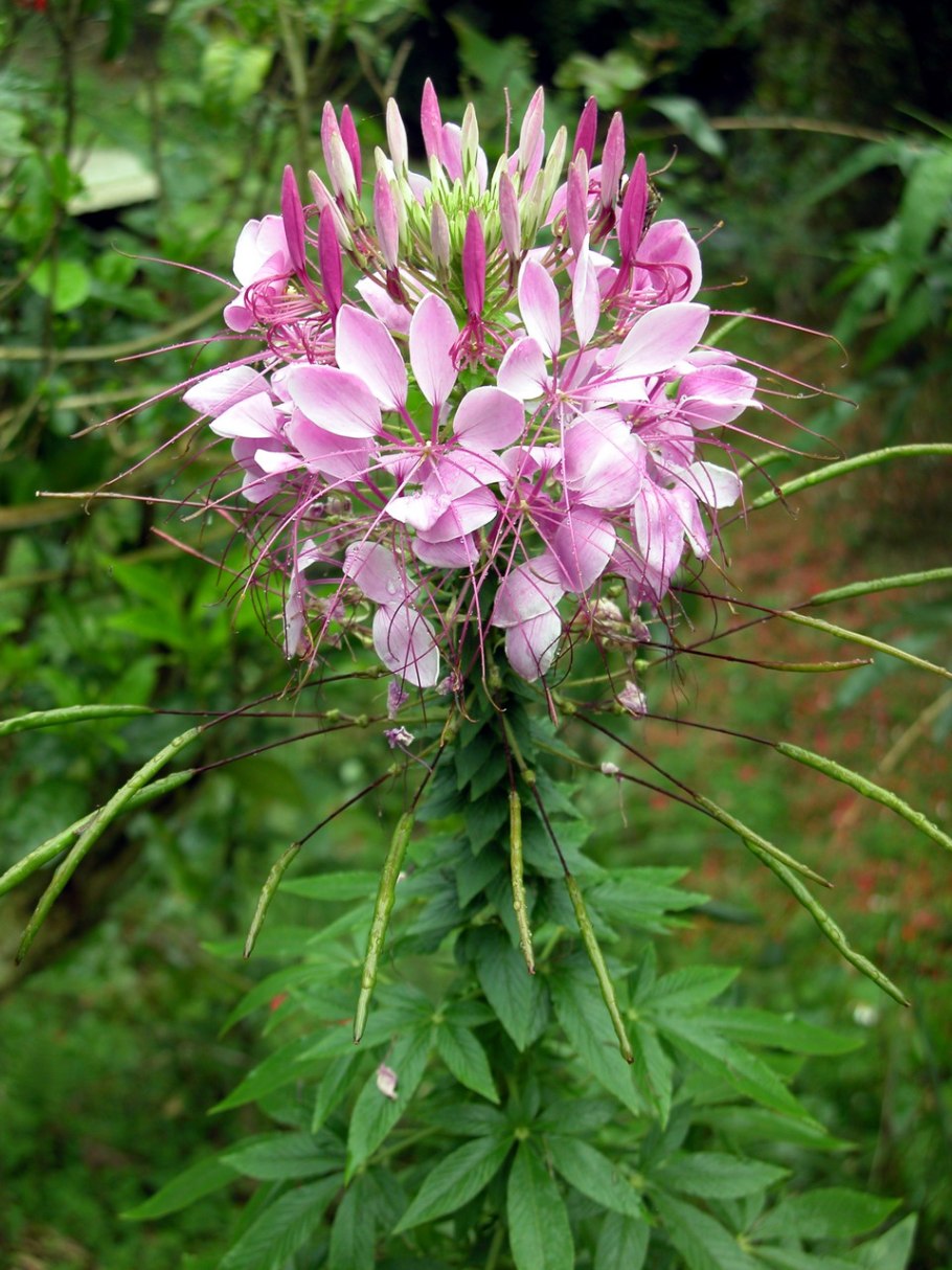 Клеома Королева роз