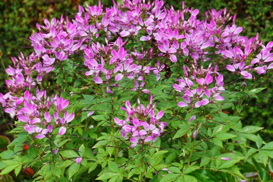 Клео цветок