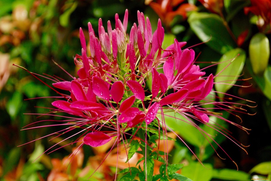 Клеома колючая гигант Пинк Кюссен